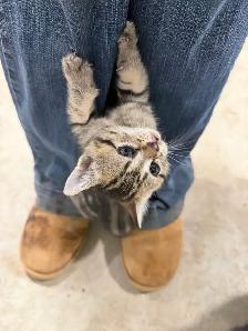 Free kittens - Photo 2