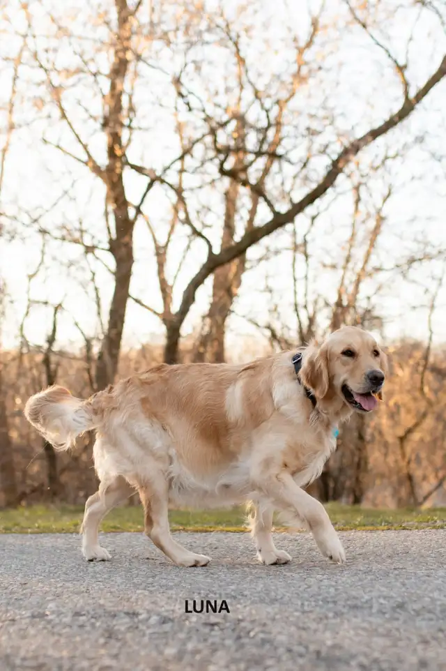 CKC Registered Purebred Golden Retrievers