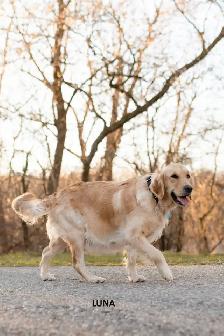 CKC Registered Purebred Golden Retrievers