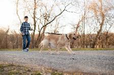 CKC Registered Purebred Golden Retrievers - Photo 2