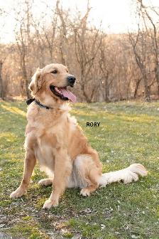 CKC Registered Purebred Golden Retrievers - Photo 3
