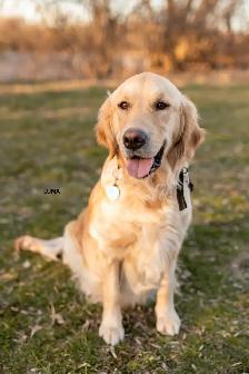 CKC Registered Purebred Golden Retrievers - Photo 4