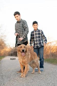 CKC Registered Purebred Golden Retrievers - Photo 5