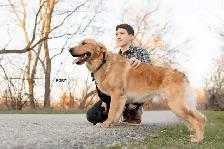 CKC Registered Purebred Golden Retrievers - Photo 6