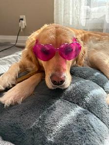 CKC Registered Purebred Golden Retrievers - Photo 8