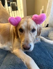 CKC Registered Purebred Golden Retrievers - Photo 9