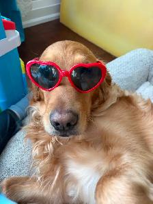 CKC Registered Purebred Golden Retrievers - Photo 10