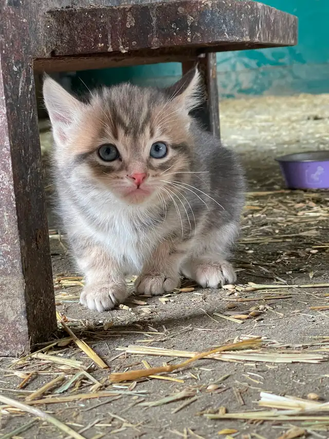 Lovely Kitten for sale
