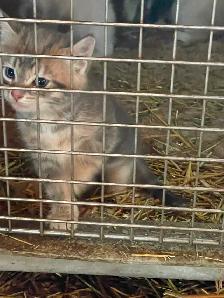 Lovely Kitten for sale - Photo 3