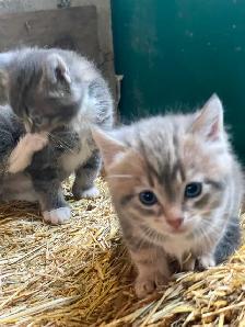 Lovely Kitten for sale - Photo 4