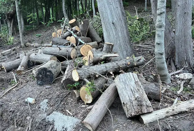 FREE CEDAR LOGS & BRANCHES