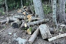 FREE CEDAR LOGS & BRANCHES