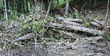 FREE CEDAR LOGS & BRANCHES - Photo 2