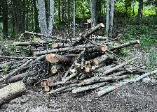 FREE CEDAR LOGS & BRANCHES - Photo 3