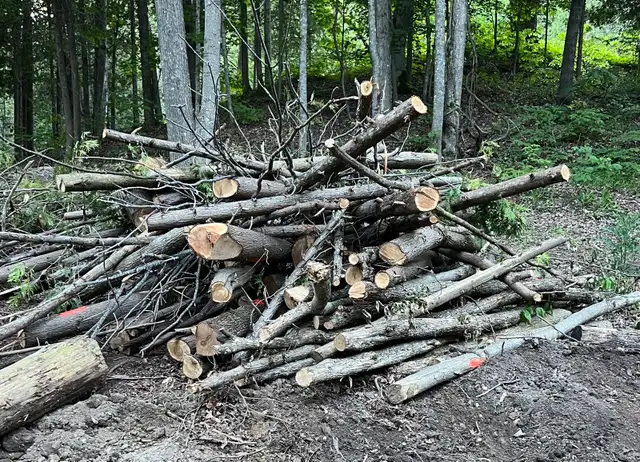 free wood
