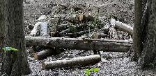 free wood - Photo 3