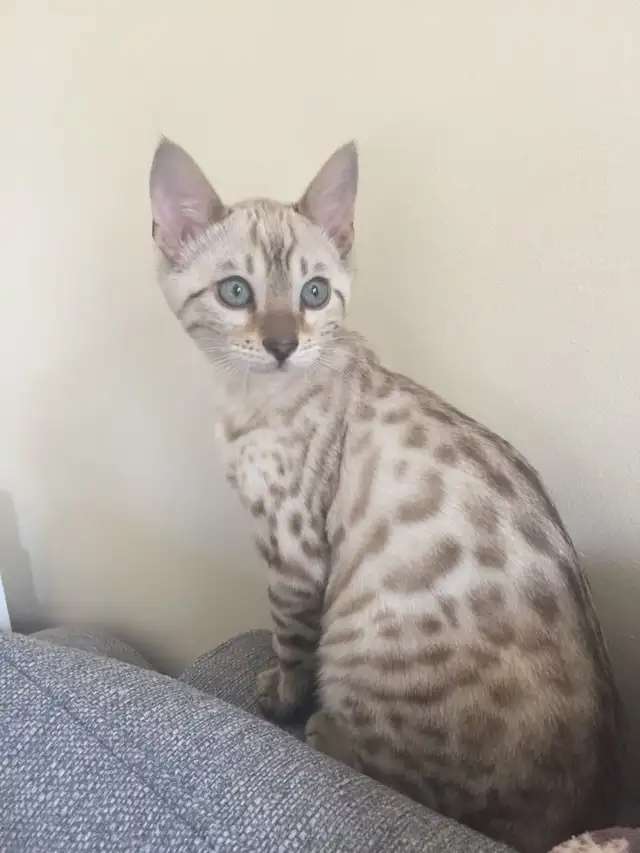 female bengals