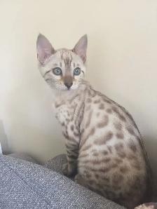female bengals