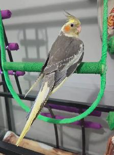 Cockatiel - Photo 3