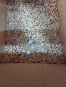 Cockatiel - Photo 5