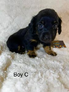 Chi Weenies - Photo 2