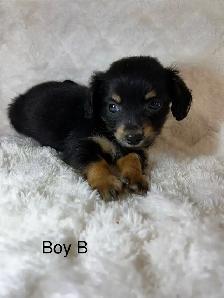 Chi Weenies - Photo 3