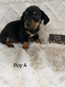Chi Weenies - Photo 4