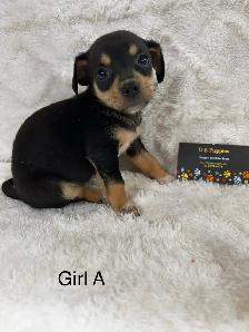 Chi Weenies - Photo 5