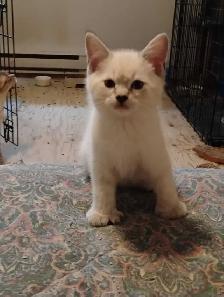 chatons Ragdoll Snowshoes - Photo 6