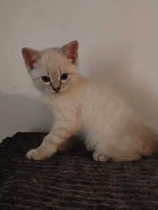 chatons Ragdoll Snowshoes - Photo 7
