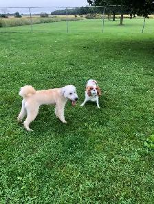 Puppy Socialization Classes - Photo 4