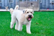 Doggie Daycare at Country Club for Pets - Photo 3