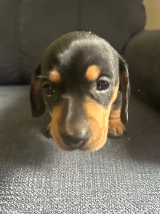 dachshund puppies