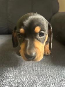dachshund puppies
