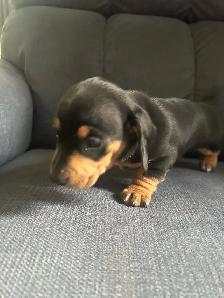 dachshund puppies - Photo 2