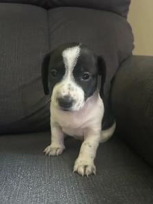dachshund puppies - Photo 3