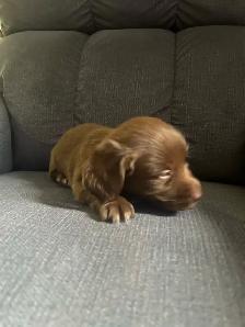 dachshund puppies - Photo 4