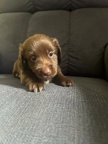dachshund puppies - Photo 5