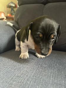dachshund puppies - Photo 6
