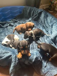 dachshund puppies - Photo 7