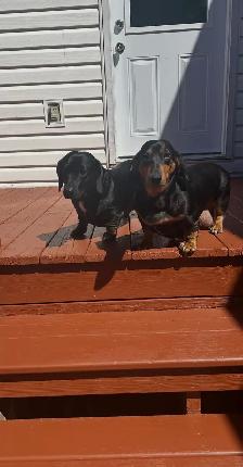 dachshund puppies - Photo 8