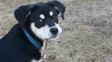 Pro Dog Walking – 10  Years Experience – Etobicoke & Mississauga - Photo 7