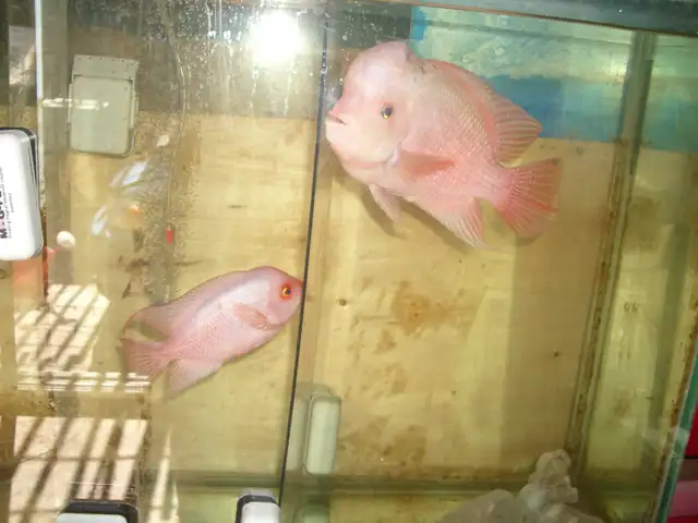 FOR SALE MALE AND FEMALE RED MONKEY BOTH $500