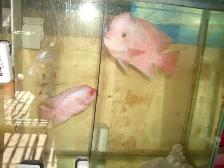 FOR SALE MALE AND FEMALE RED MONKEY BOTH $500