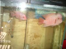 FOR SALE MALE AND FEMALE RED MONKEY BOTH $500 - Photo 2