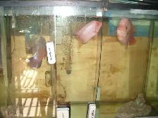FOR SALE MALE AND FEMALE RED MONKEY BOTH $500 - Photo 3