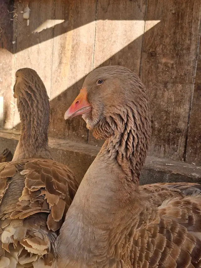 Dewlap Toulouse Geese