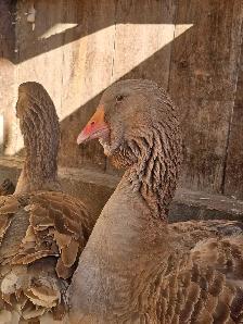 Dewlap Toulouse Geese