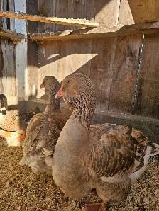 Dewlap Toulouse Geese - Photo 2