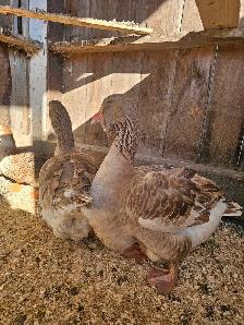 Dewlap Toulouse Geese - Photo 3